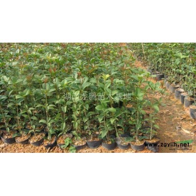 湖南造型榆树供应 杜英、桂花