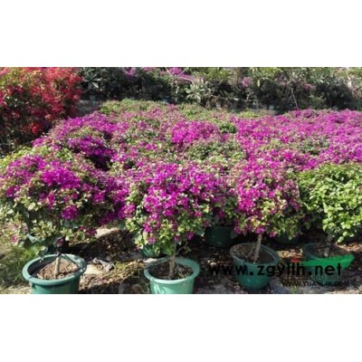 榕树桩景，基地直销，一手货源