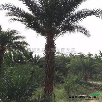 榕树桩景，基地直销