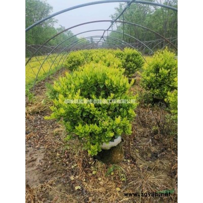 枫杨  枫杨柳  元宝柳