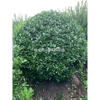 浙江茶梅大杯介绍/特征/用途