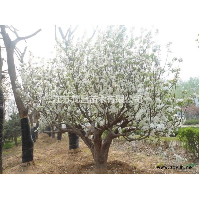 江苏[产品]/江苏水蜡球 水蜡球基地价格/报价