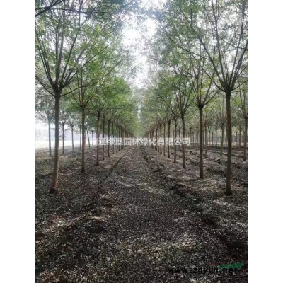 葱兰价格_葱兰图片_葱兰产地_葱兰绿化苗木苗圃基地