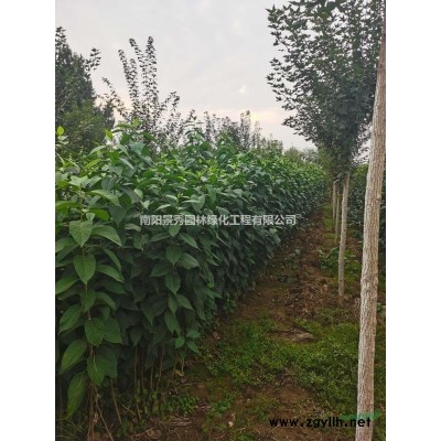 丛生紫薇，1-5米。紫薇，独杆紫薇，老紫薇