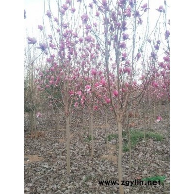 玉兰2-30公分，红玉兰，白玉兰，紫玉兰，黄玉兰，二乔玉兰