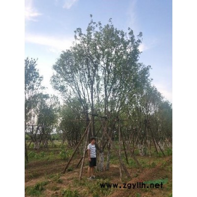 河南七叶树2－30公分，七叶树小苗，种子
