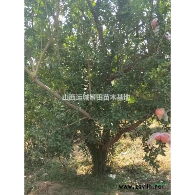 白皮松*新动态·50公分白皮松详情·100公分白皮松价格供应
