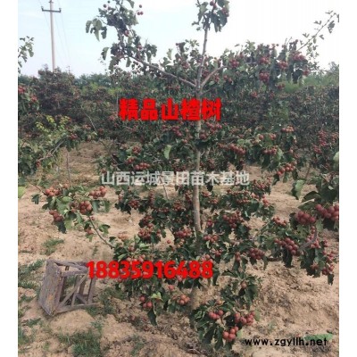 *新15至25公分苹果树价格*新15公分苹果树价格更新苹果树