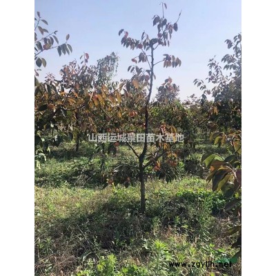 8公分苹果树价格·8公分苹果树价格价格·8公分苹果树多少钱？