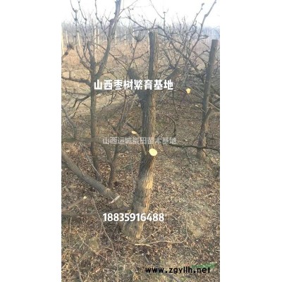 米径8公分苹果树价格_米径8-10公分苹果树_供应山西苹果树