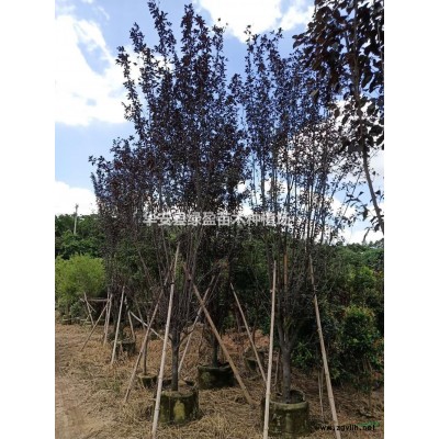 福建供应金叶非洲茉莉规格*