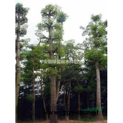 福建供应黄花风铃木规格* 产地直供