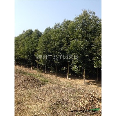 福建鱼尾葵信息