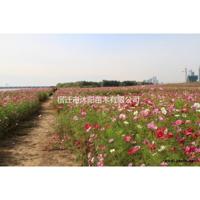 水芹价格_水芹图片_水芹产地绿化苗木苗圃基地