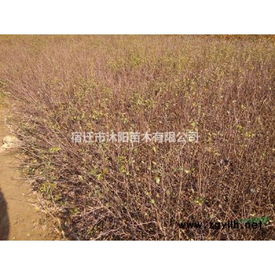 箬竹价格_箬竹图片_箬竹产地_箬竹基地