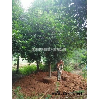再力花价格_再力花图片_再力花产地绿化苗木苗圃基地