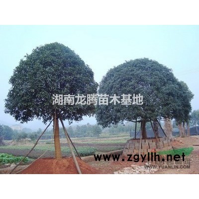 红桎木球、杜鹃球、龙柏球、女贞球、红叶石楠球、桂花球、海桐球