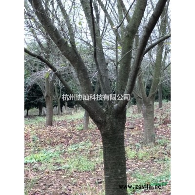 供应精品红枫10/12/13/14/15/18公分