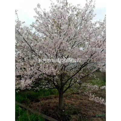 供青枫5到18公分和红白玉兰及丛生玉兰丛生桂花香樟