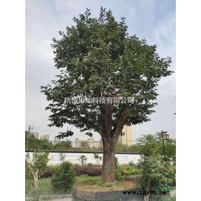 供精品鸡爪槭红梅红枫红叶李红叶石楠樱花垂丝海棠桂花