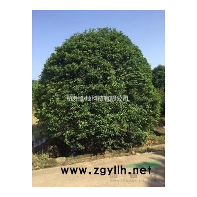 供深山含笑及沙朴无患子栾树有售