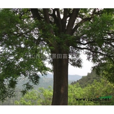 山楂树大30-50公分·山楂树大40-60公分·山西大山楂树