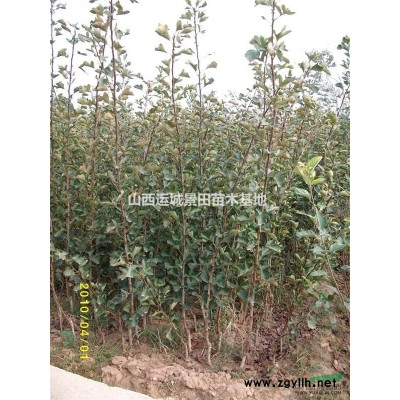 *新60公分白皮松价格·*新60公分白皮松价格供应山西绛县