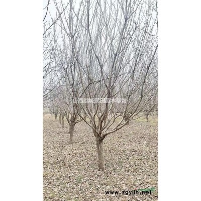 白菜价格出售白皮松·50公分60公分70公分白皮松产地详情