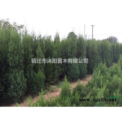 鱼腥草价格_鱼腥草图片_鱼腥草产地绿化苗木苗圃基地