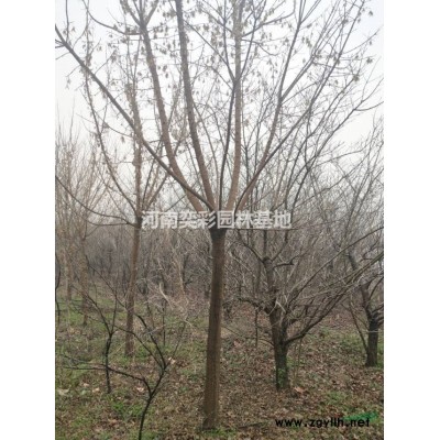 结香 供应