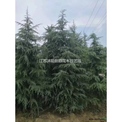 批发国庆菊 矮牵牛 紫叶草 彩叶草 孔雀草 万寿菊 金盏菊