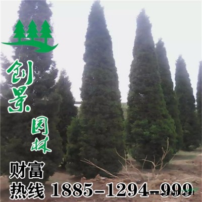 【迎春花】迎 春花_价格_图片_产地报价表