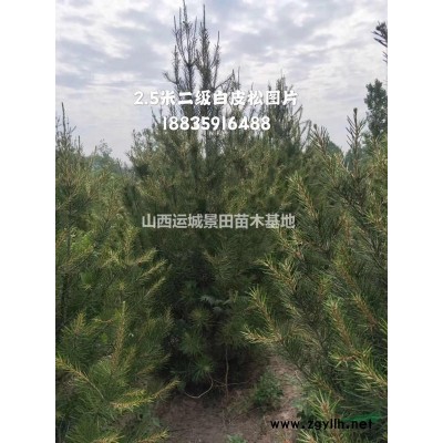 山西白皮松价格·50公分白皮松80公分白皮松价格产地供应