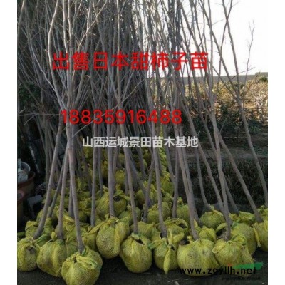 12公分山楂树*新价格·13公分山楂树·12公分山楂树图片