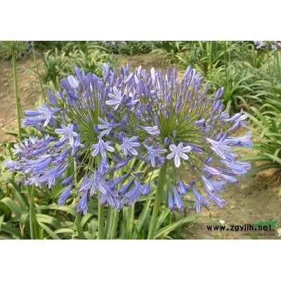 浙江百枝莲介绍