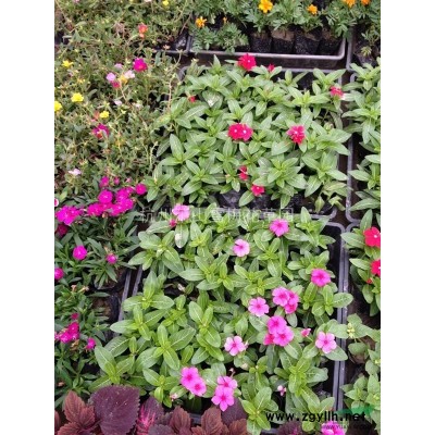 凹叶景天图片\凹叶景天报价