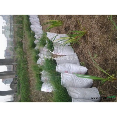 浙江紫叶小檗介绍