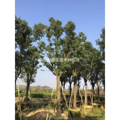 优质特价桂花产地直销  价格非常实惠 欢迎来电