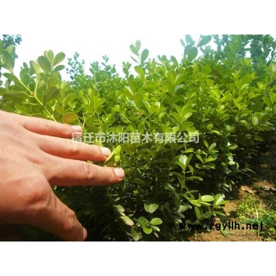 荷花价格_荷花图片_荷花产地绿化苗木苗圃基地