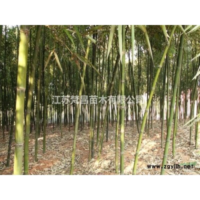 江苏北京桧柏 北京桧柏基地 刺柏批发/供应 刺柏