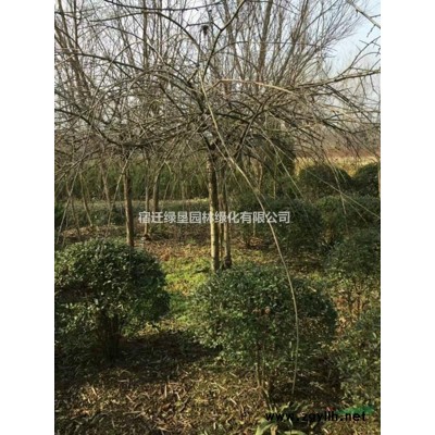 北京栾树基地 北京栾树价格 北京栾树低价供应