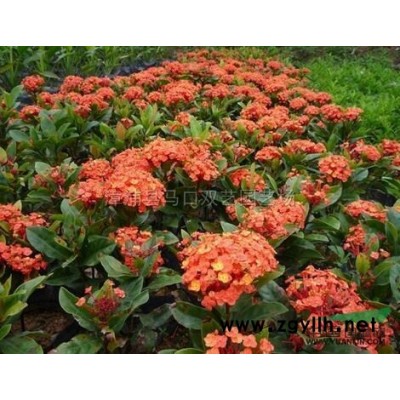 变叶木2*新价格/变叶木2报价