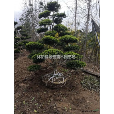 江苏樱花*新报价/樱花图片