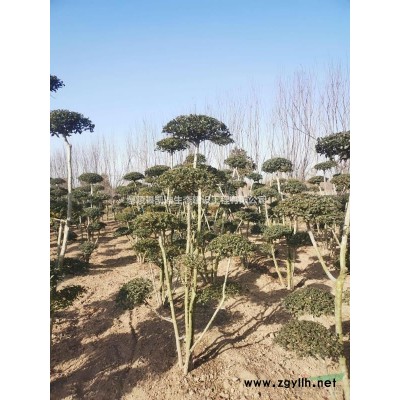 高杆卫矛球   卫矛球  卫矛