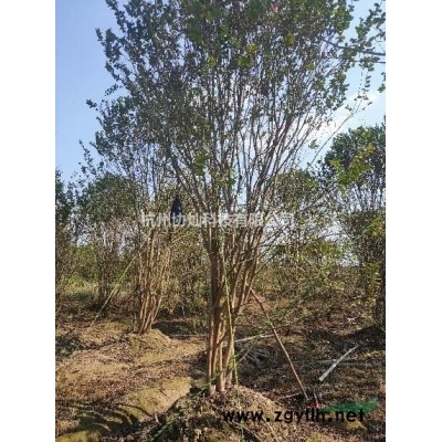 供应精品日本红枫17公分一支