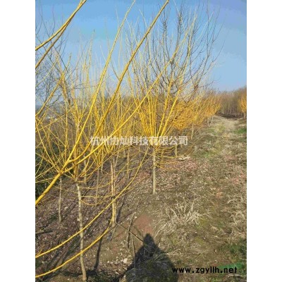 供应20公分马褂木两支