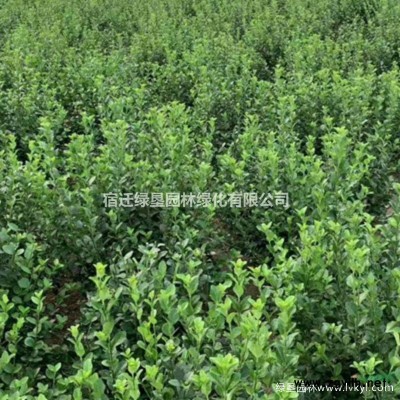 丛生紫荆价格_丛生紫荆产地_丛生紫荆绿化苗木苗圃基地