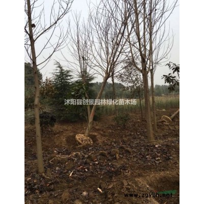 黄帽月季价格、沭阳黄帽月季基地直销