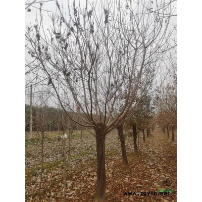 黄栌，丛生黄栌，黄栌小苗