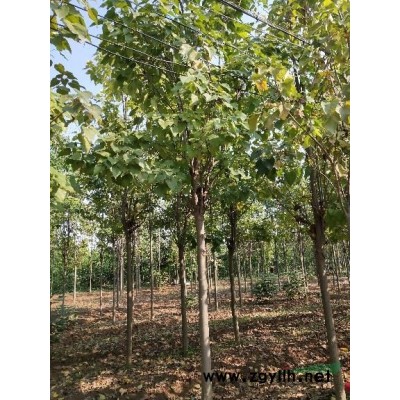 河南2－30公分梓树，楸树